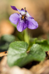 Wall Mural - Wood violet (Viola odorata) or sweet violet, English violet, common or garden violet native to Europe, hardy herbaceous flowering perennial with scented flowers and heart shaped leaf