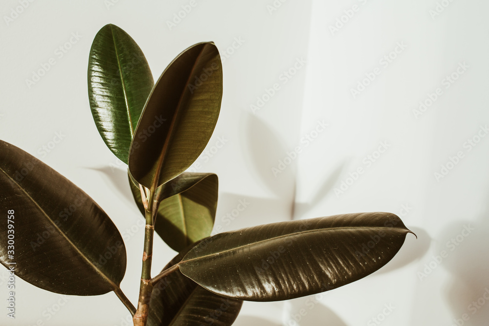 Green rubber plant on white background. Ficus elastica robusta. - obrazy, fototapety, plakaty 