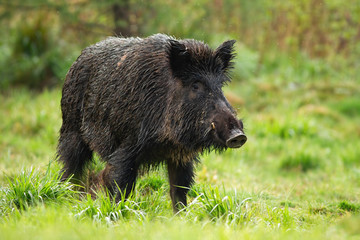 Wall Mural - dangerous wild boar, sus scrofa, male with white tusks on green meadow from front view in summer. th