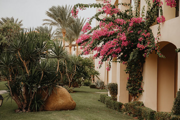 Palm trees and house in the tropical location