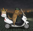The beige cat with a paper bag of groceries in a helmet is riding a white motorbike in the night street.