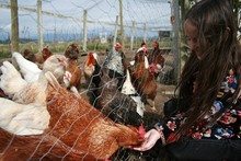 Girl Feeding Hen At Farm