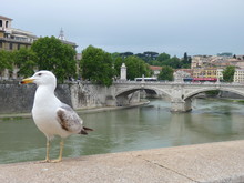 Seagull Perching On Retaining Wall Against Ponte Vittorio Emanuele Ii Bridge