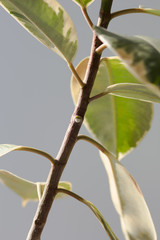 Place of cut with white liquid on ficus trunk