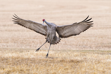 migrating greater sandhill cranes in monte vista, colorado