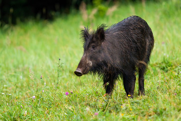 Wall Mural - unaware wild boar, sus scrofa, on hay field in wilderness looking aside with green blurred backgroun