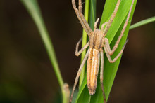 Closeup Of Monaeses Mukundi, Thomisidae, Crab Spider, Pune , Maharashtra, India