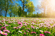Leinwandbild Motiv Meadow with lots of white and pink spring daisy flowers in sunny day