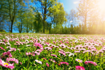meadow with lots of white and pink spring daisy flowers in sunny day