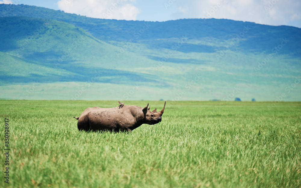 White rhinoceros in the grass - obrazy, fototapety, plakaty 
