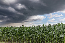 Fast Moving Thunderstom Wall Cloud Over Cornfield In Summer. Wind Blowing Cornstalks And Leaves