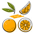Orange fruit, whole, half, slice and leaves. Colorful sketch collection of citrus fruits isolated on white background. Doodle hand drawn vegetables. Vector illustration