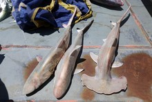 Pêche Requin Seychelles