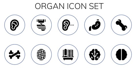 Poster - Modern Simple Set of organ Vector filled Icons