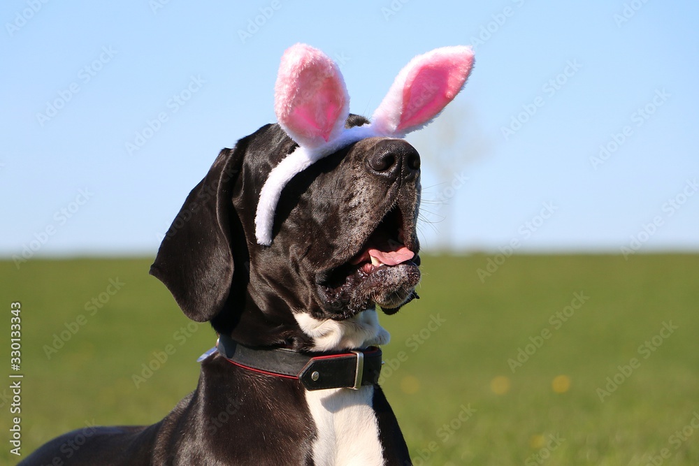 funny head portrait of a great dane with easter bunny ears slipping from head in garden - obrazy, fototapety, plakaty 