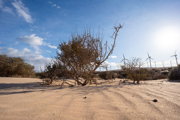 Wall Mural - shrubs in the sandy desert and blue sky