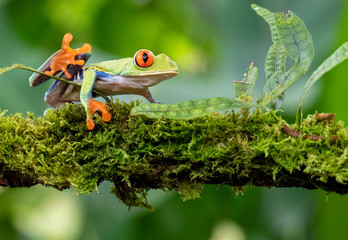 Wall Mural - green tree frog