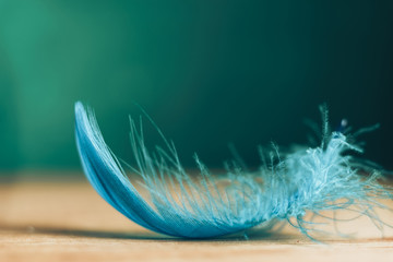 Close up Beautiful blue Bird feather on a wooden table and green wall  background texture.