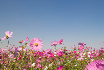pink cosmos flower