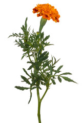 Wall Mural - tagetes flower isolated