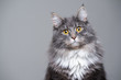 © furryfritz - studio portrait of a cute gray white fluffy maine coon longhair cat tilting head looking at camera with copy space