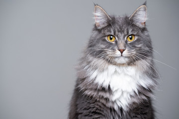 studio portrait of a cute gray white fluffy maine coon longhair cat looking at camera with copy space