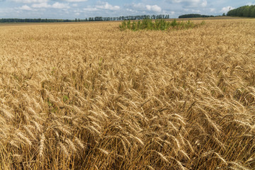 wheat field