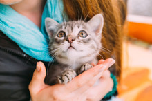 Little Kitten Looking Up. Girl Holds A Cat In Her Arms