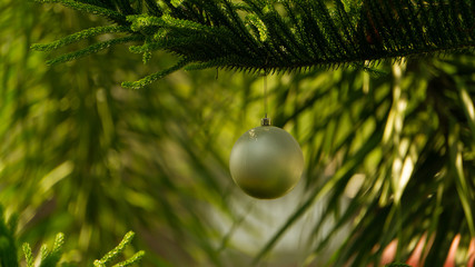 Christmas ball hanging on the pine tree