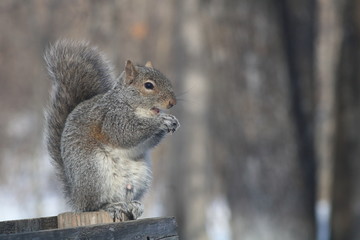 Wall Mural - Funny Eastern Gray Squirrel (Sciurus carolinensis) sitting on a fence eating an acorn with mouth open