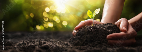 Fotografía Plant in Hands. Ecology concept. Nature Background