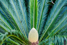 Sago Palm In Front Yard Of Residence