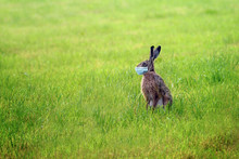 Easter Bunny With A Coronavirus Face Mask Is Sitting Alone On A Green Meadow To Avoid An Infection During The Holidays, Health Concept, Copy Space
