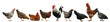 Collage with chickens and roosters on white background. Banner design