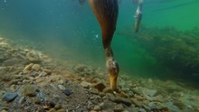 Wild Duck Mallard (Anas Platyrhynchos) Feeding Underwater
