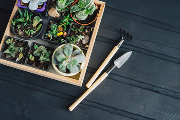 A wooden box with beautiful succulents. Miniature tools for planting small houseplants.