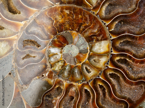 Nautilus Shell Section Ammonite Fossil Shell Art Backdrop Ancient Macro Abstract Texture Background Polished Ammonite Fossil Shell With Mineral Crystals Close Up Wall Mural Subbotina Anna