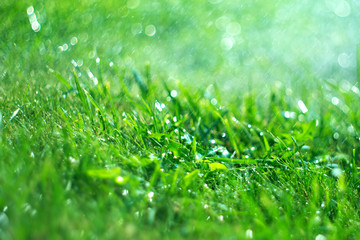 Sticker - Grass with rain drops. Watering lawn. Rain. Blurred Grass Background With Water Drops closeup. Nature. Garden, gardening backdrop. Environment concept