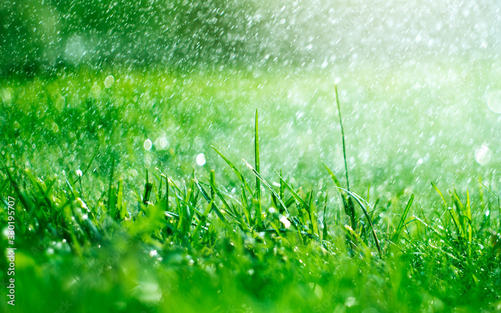 Grass with rain drops. Watering lawn. Rain. Blurred Grass Background With Water Drops closeup. Nature. Environment concept - obrazy, fototapety, plakaty 