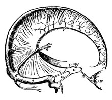 Dura Mater And Cranial Sinuses, Vintage Illustration