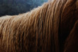 © ccestep8 - Crimp wavy texture of sorrel horse mane hair close up.