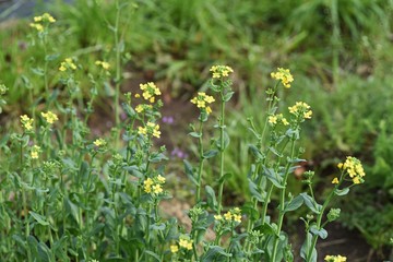 Canvas Print - Japanese mustard spinach flowers / Japanese mustard spinach is a winter vegetable called Komatsuna in Japan, and its flowers are also edible.