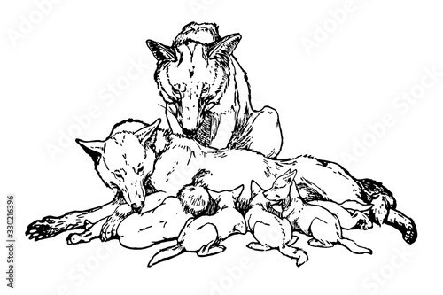 Fotomural Mowgli's Brothers, vintage illustration