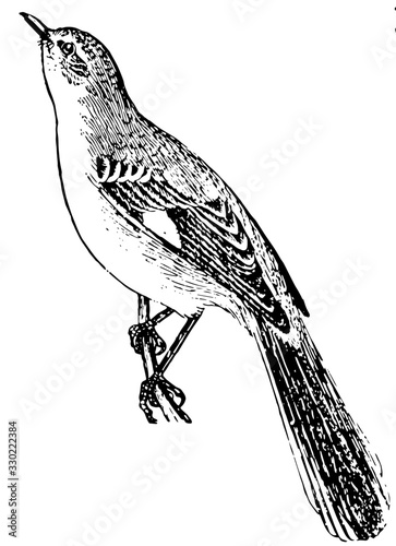 Cuadros en Lienzo Mockingbird, vintage illustration.