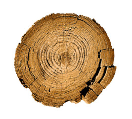 Wall Mural - felled piece of wood from a tree trunk with growth rings isolated on white. natural vintage wood tex