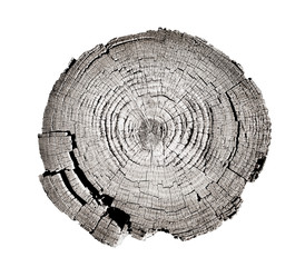Wall Mural - black and white wood texture of tree rings from a slice of log. grayscale wooden stump isolated on w