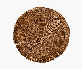 Wall Mural - felled piece of wood from a tree trunk with growth rings isolated on white. natural vintage wood tex