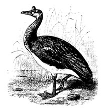 Spur Winged Goose, Vintage Illustration.