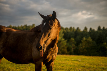 Strong bay horse head with mane