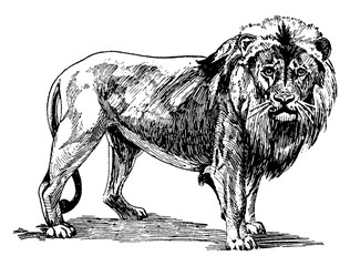 Lion/Panthera leo/Felidae, vintage illustration.